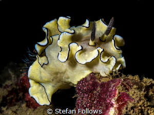 Cheep Frills ... ! Nudibranch - Doriprismatica atromargin... by Stefan Follows 